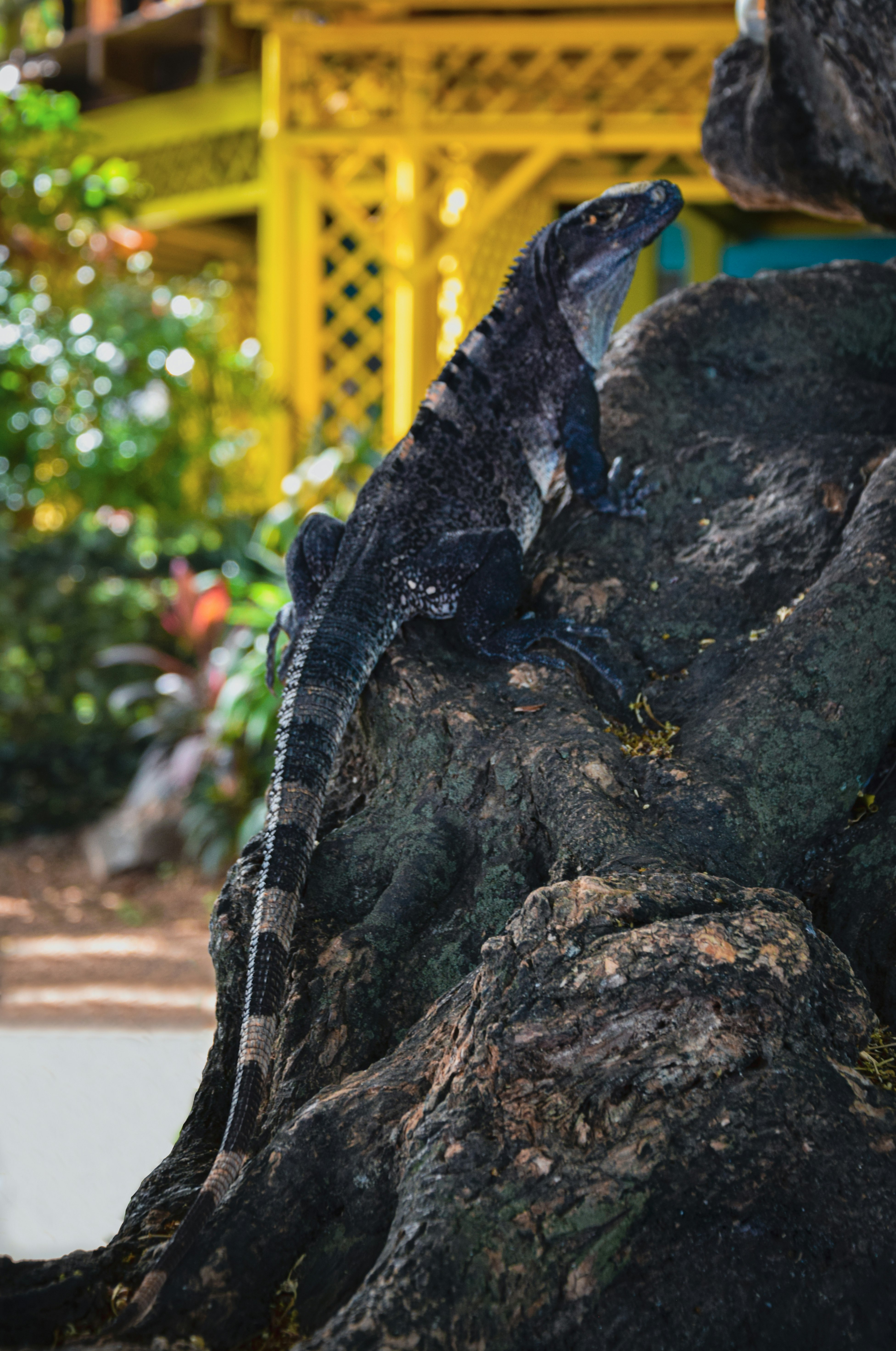 black and brown lizard on black rock